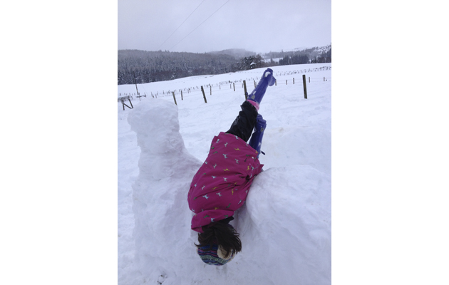 horses in the snow