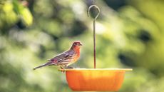 An American Rosefinch, perches atop a yellow bird feeder in a sunny garden