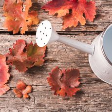 white rustic watering can on wooden surface with red fall leaves