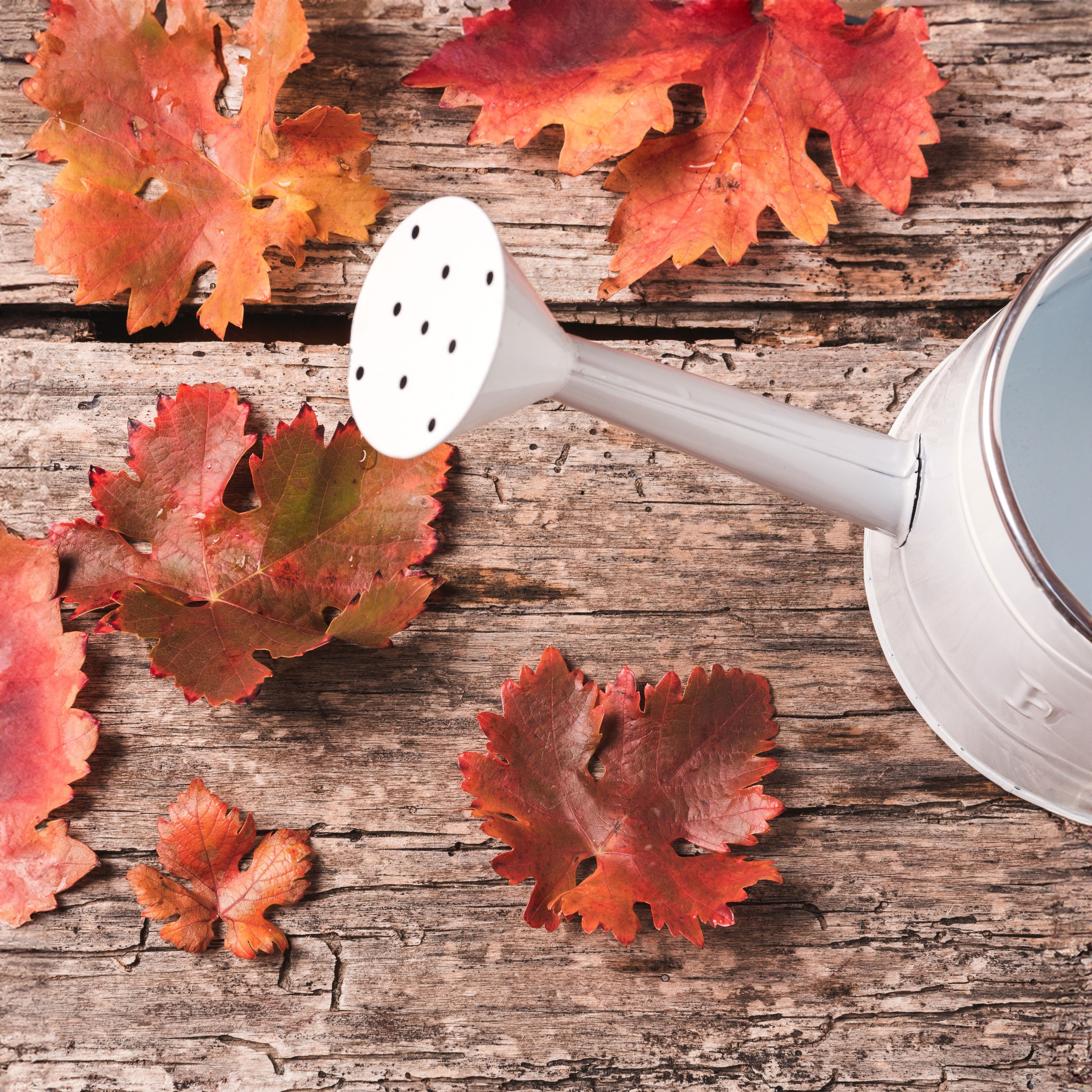 white rustic watering can on wooden surface with red fall leaves