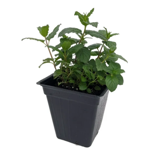 A potted peppermint plant