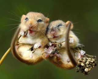 Dormice