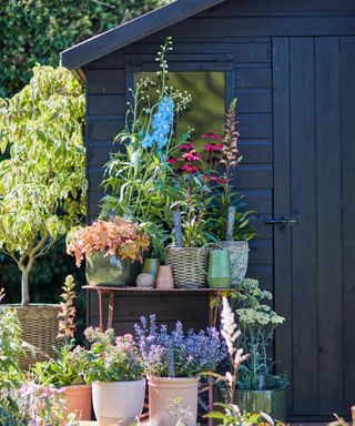 Black shed as backdrop to assorted colorful potted plants at raised levels.
