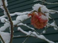 Rose Bush Covered In Snow