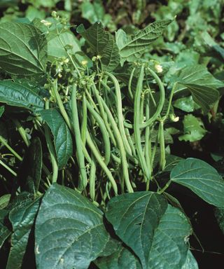 Green beans growing on a bush bean plant