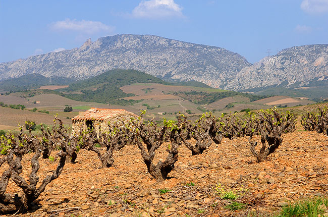 Mas de Lavail vines, Maury, Jefford