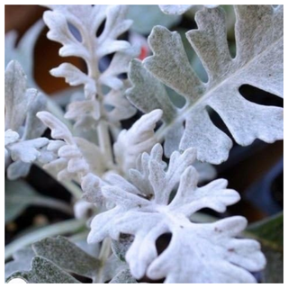 A close-up of a dusty miller plant