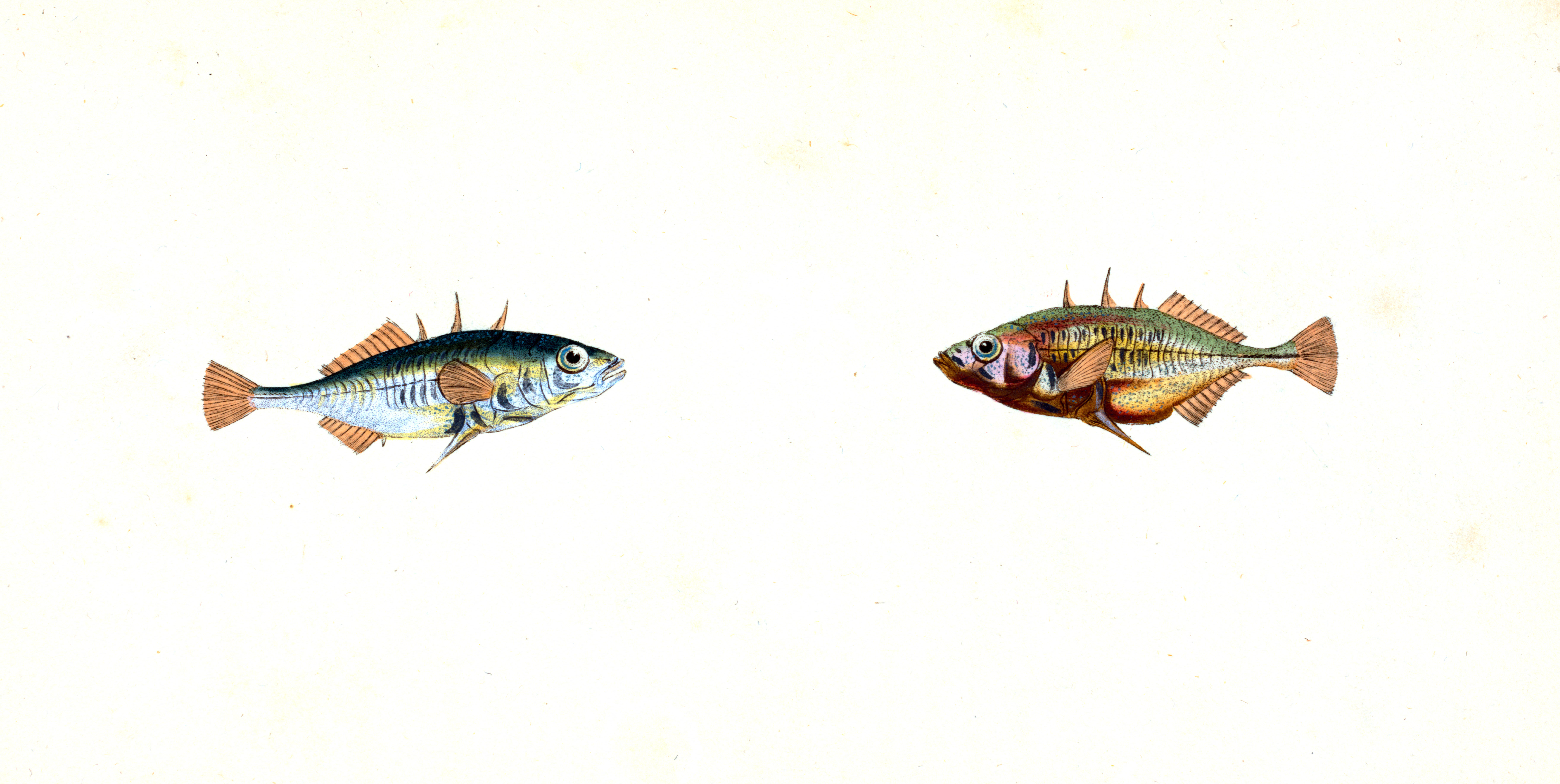 Antique fish illustration