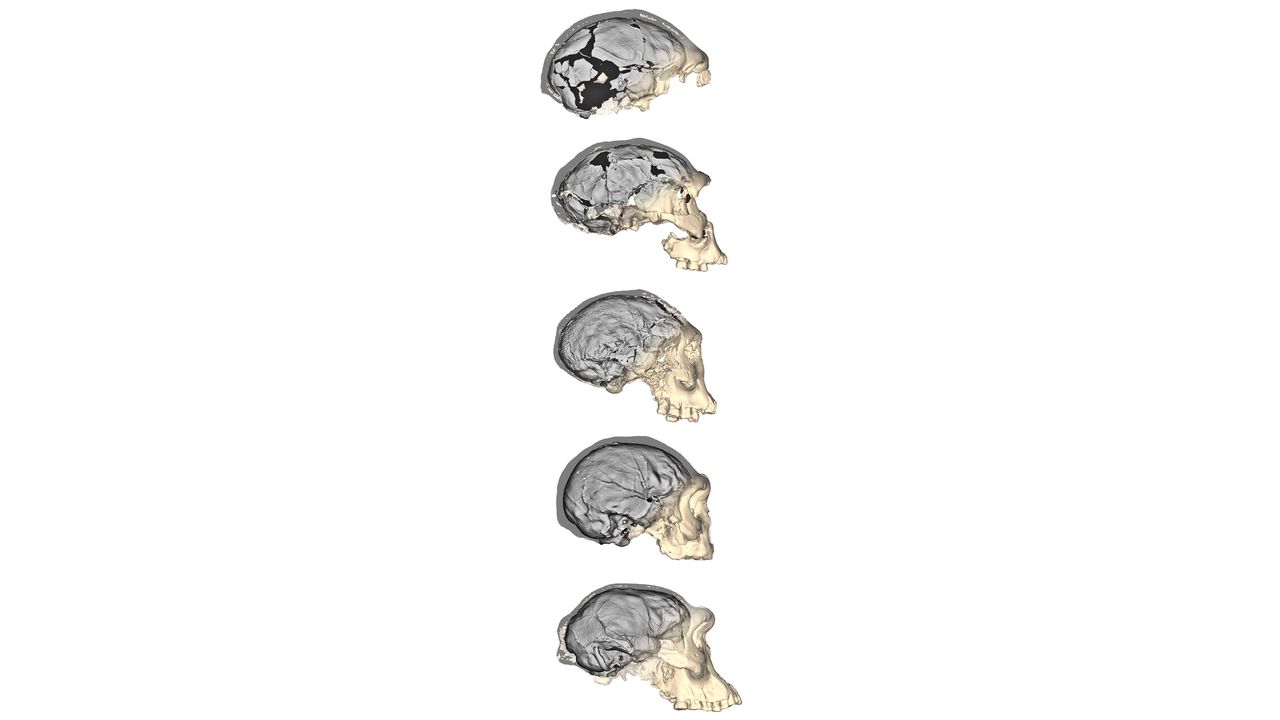 Advancements in imaging technology allowed the researchers to create detailed 3D reconstructions of the five Homo erectus skulls from Dmanisi, Georgia.
