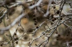 chestnut pruning