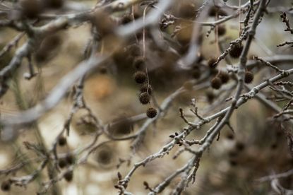 chestnut pruning