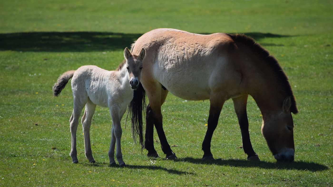 PFoal2