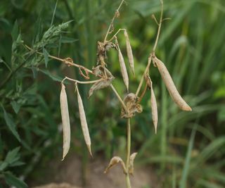 Dried sweet pea pods on a dried plant in the fall