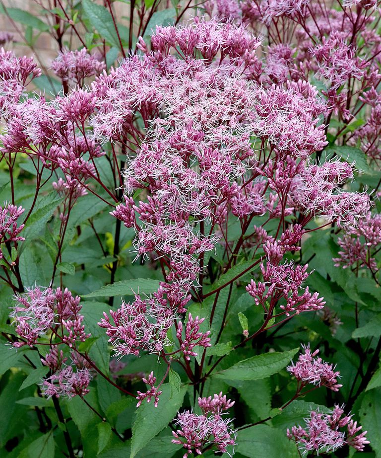 Best plants for butterflies 16 nectarrich options Gardeningetc