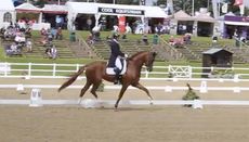 Woodlander Farouche competing at Hartpury