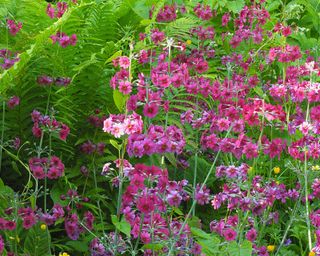 bog garden with pink primulas