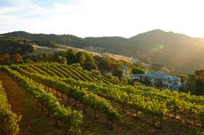 Vines at Villa Sorriso, the Pontet-Canet owner's new estate in Mount Veeder AVA, Napa Valley.