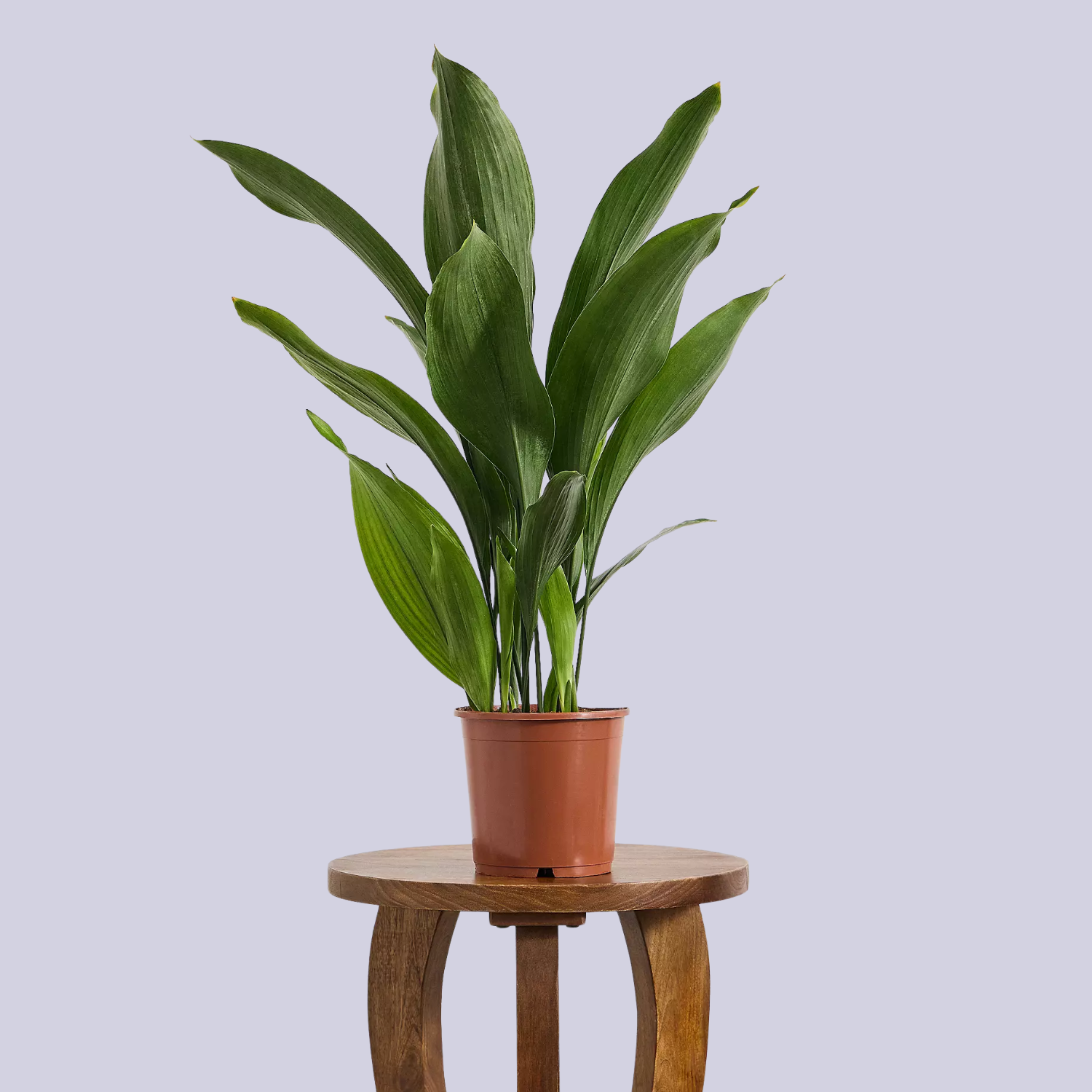 A cast iron houseplant on a wood stool