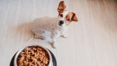 High angle view of small dog and food in bowl on wooden floor.