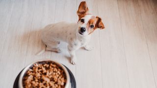High angle view of small dog and food in bowl on wooden floor.
