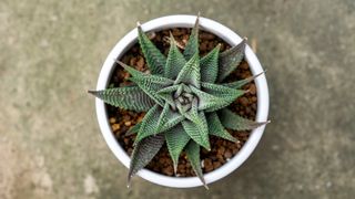 Haworthia