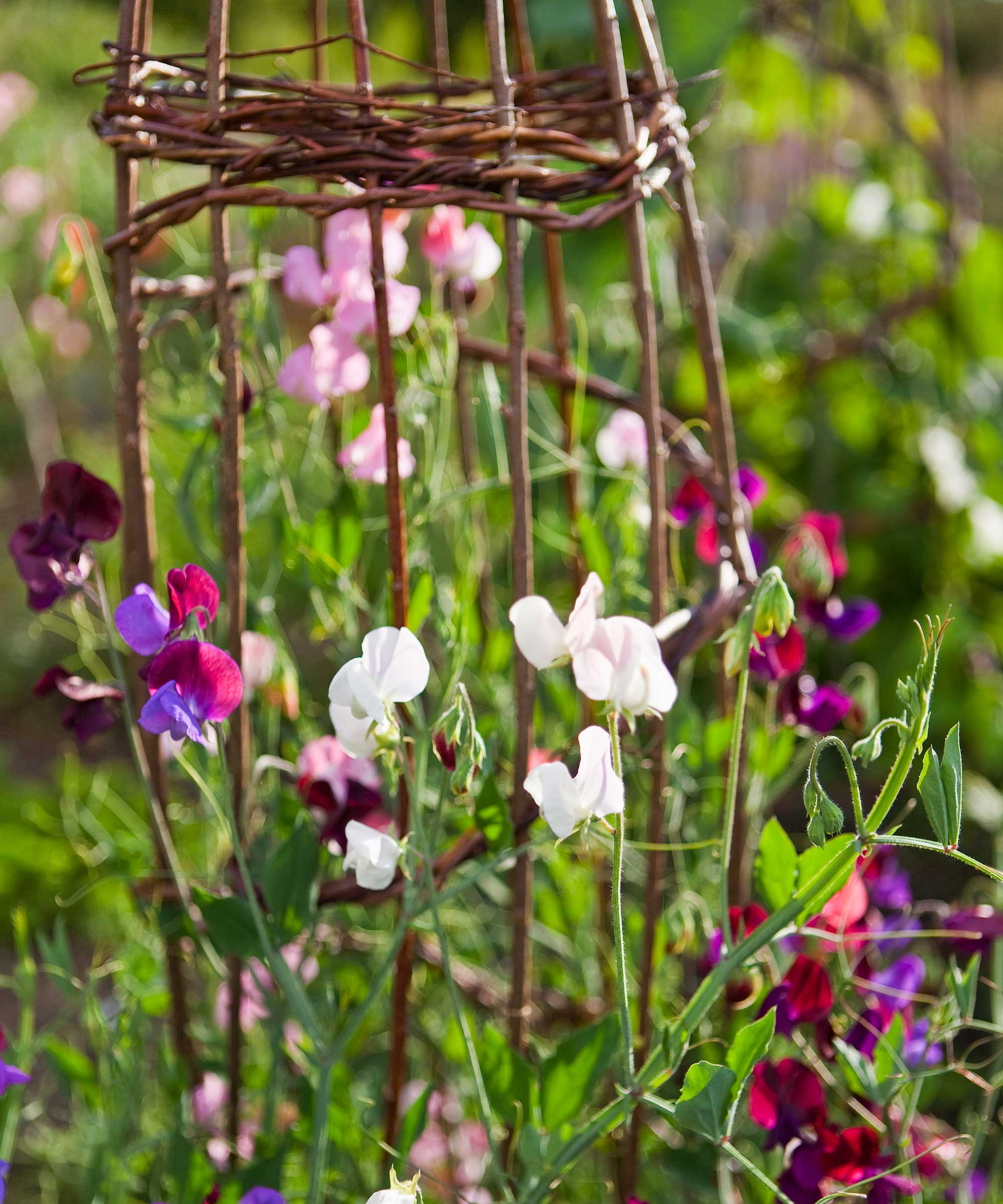 sweet peas growing up support in garden