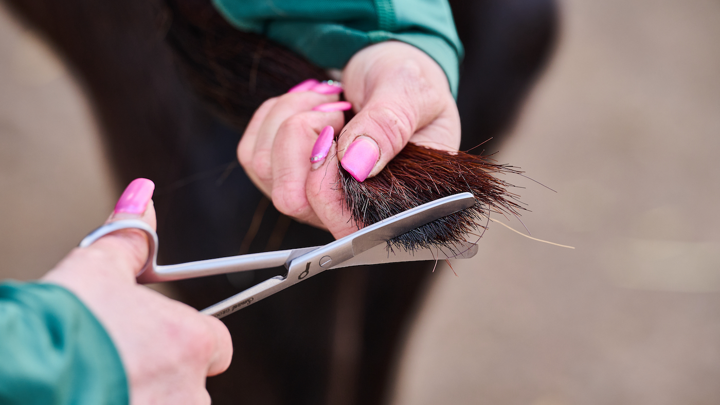 Cutting horse's tail