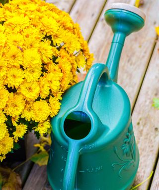 Yellow chrysanthemum flowers on a patio with a green watering can