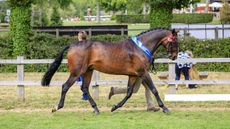 SSADL_In_hand_Championship_2Q8A5351.jpg