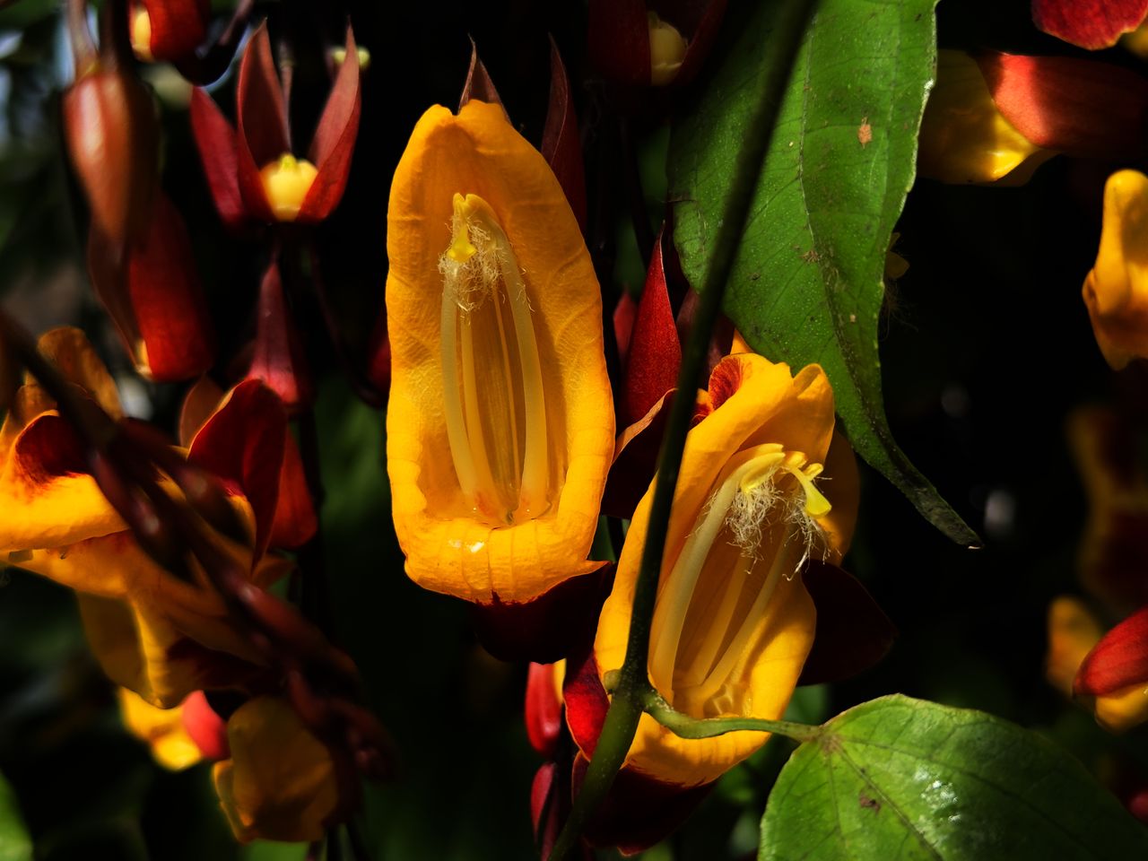 Mysore clockvine at the New York Botanical Garden