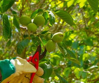 Pruning fresh walnuts off a walnut tree using red pruning shears