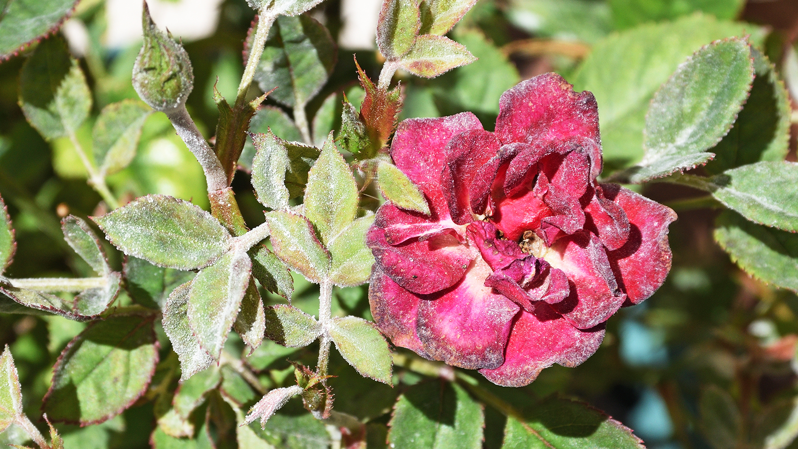 Powdery mildew on roses