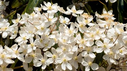 white flowers of clematis armandii