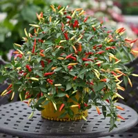 Chilli 'Basket of Fire' seeds | £3.99 per packet at Crocus