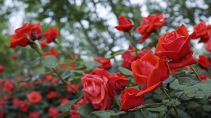 Red roses in bloom