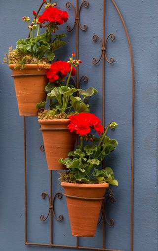 pots hanging from a frame on a blue wall