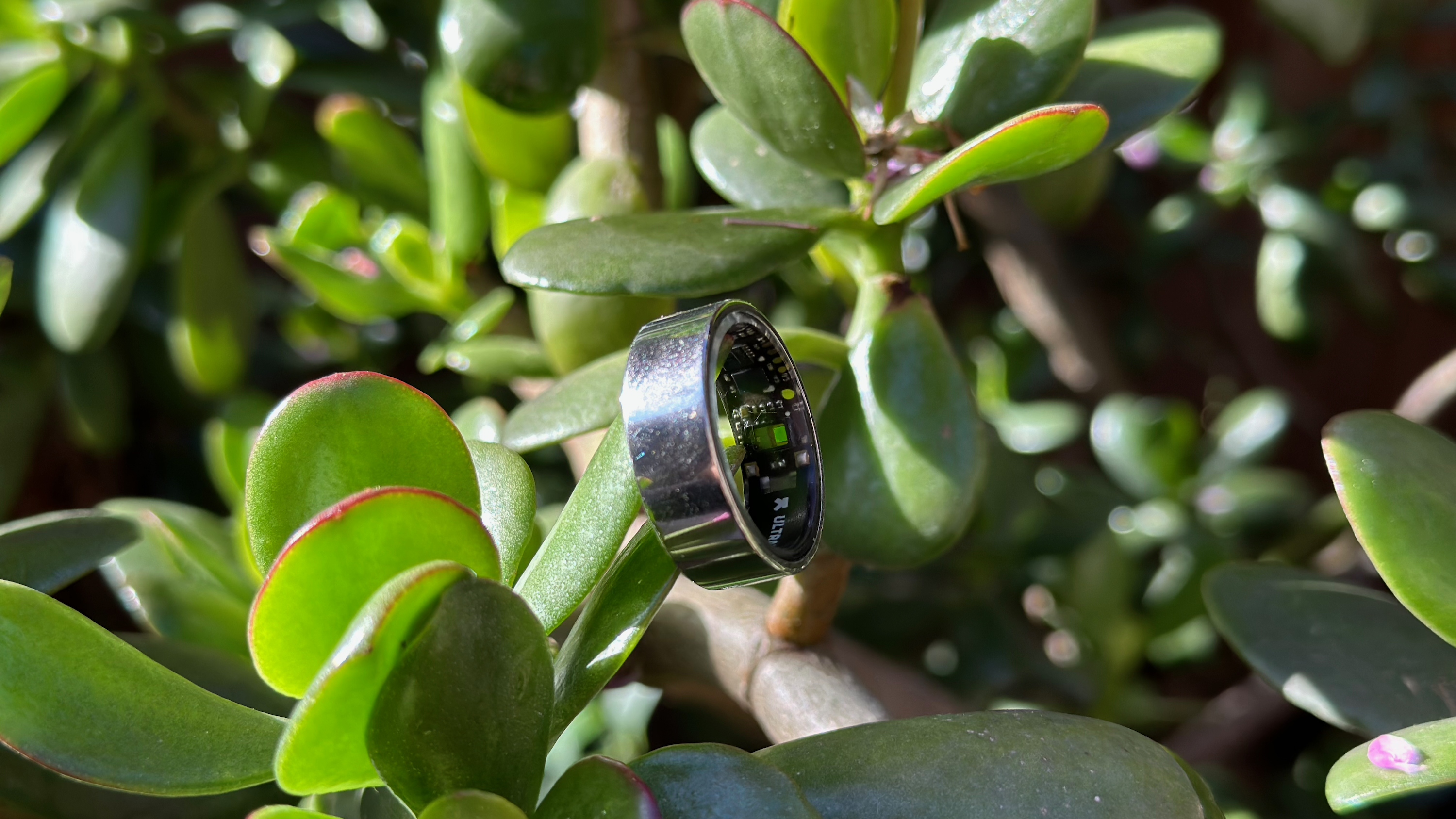 The Ultrahuman Ring Air perched on a succulent leaf.