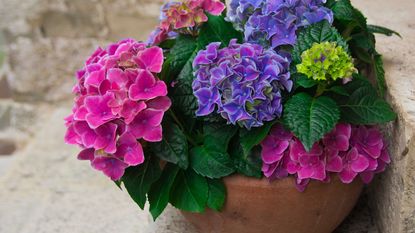 caring for hydrangeas in pots