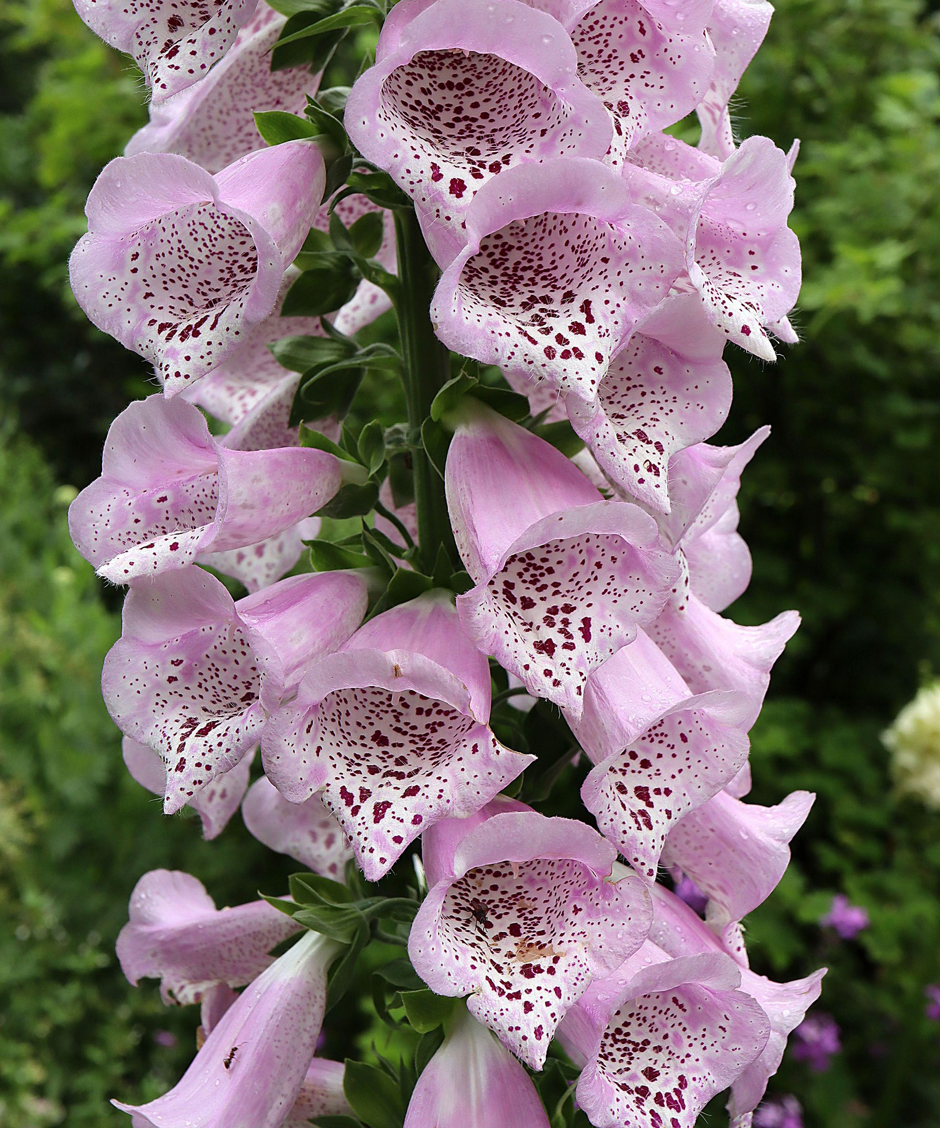 D. purpurea ‘Camelot Lavender’