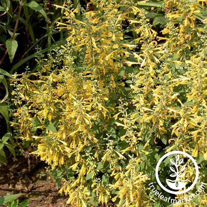 Agastache Seeds - Arizona Sun