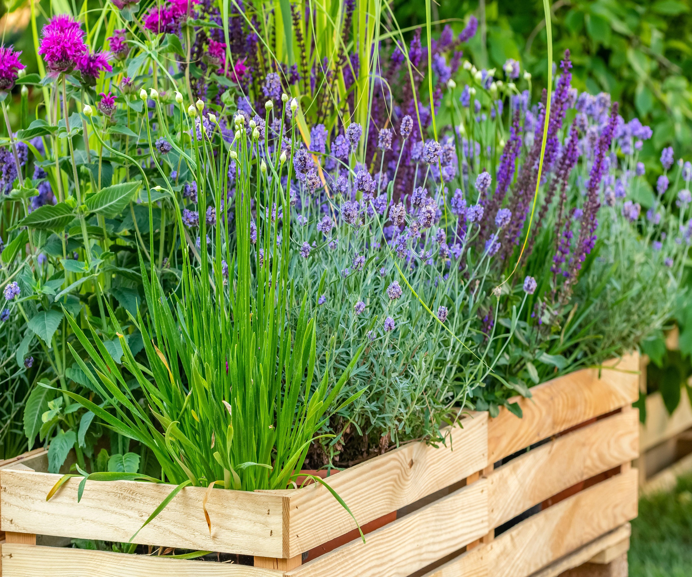 How to fertilize container plants
