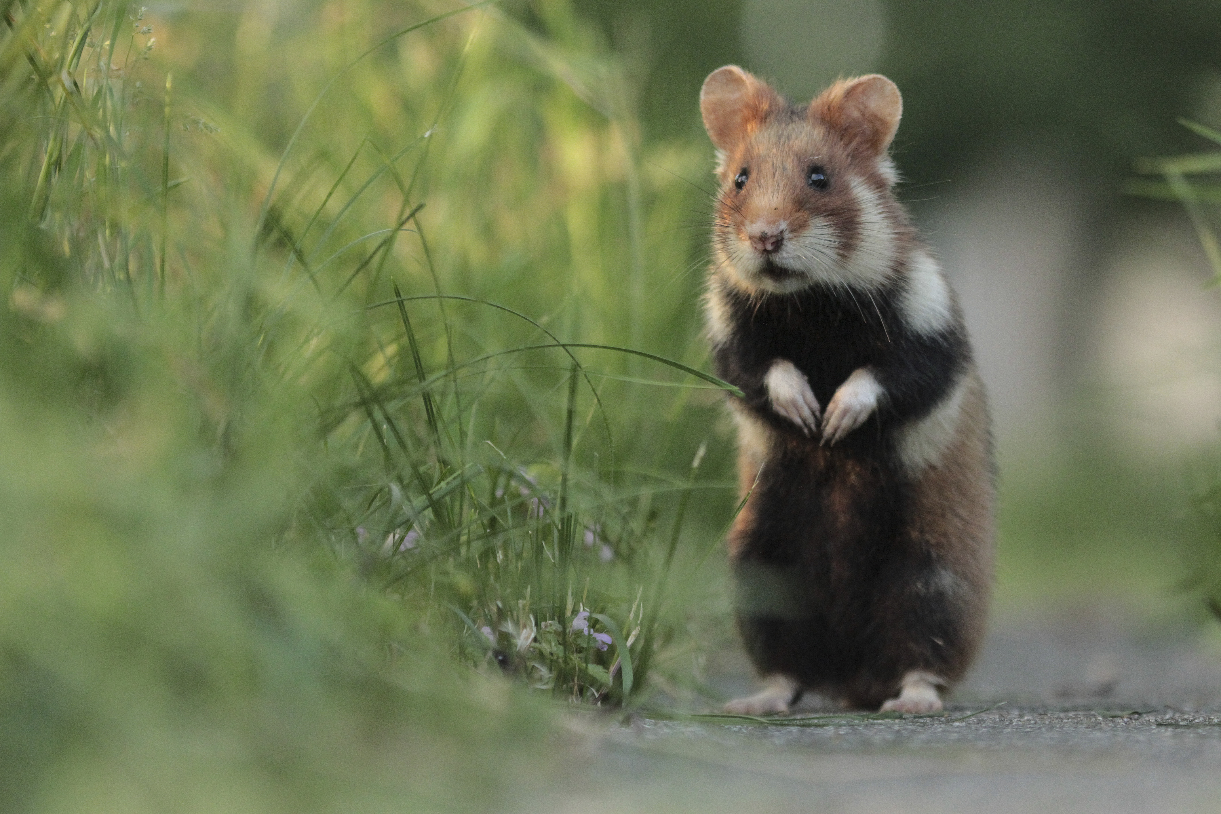 European hamster on hind legs