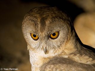 The desert tawny owl nests in crevices found in in rocky deserts with ravines.