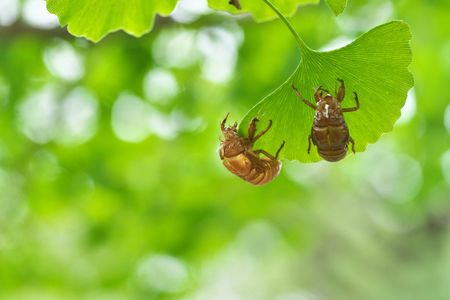 ginkgo pest