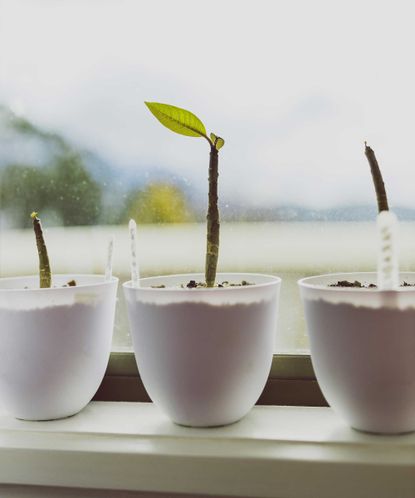 How to grow plumeria from cuttings: expert tips