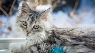 Cute Siberian kitten