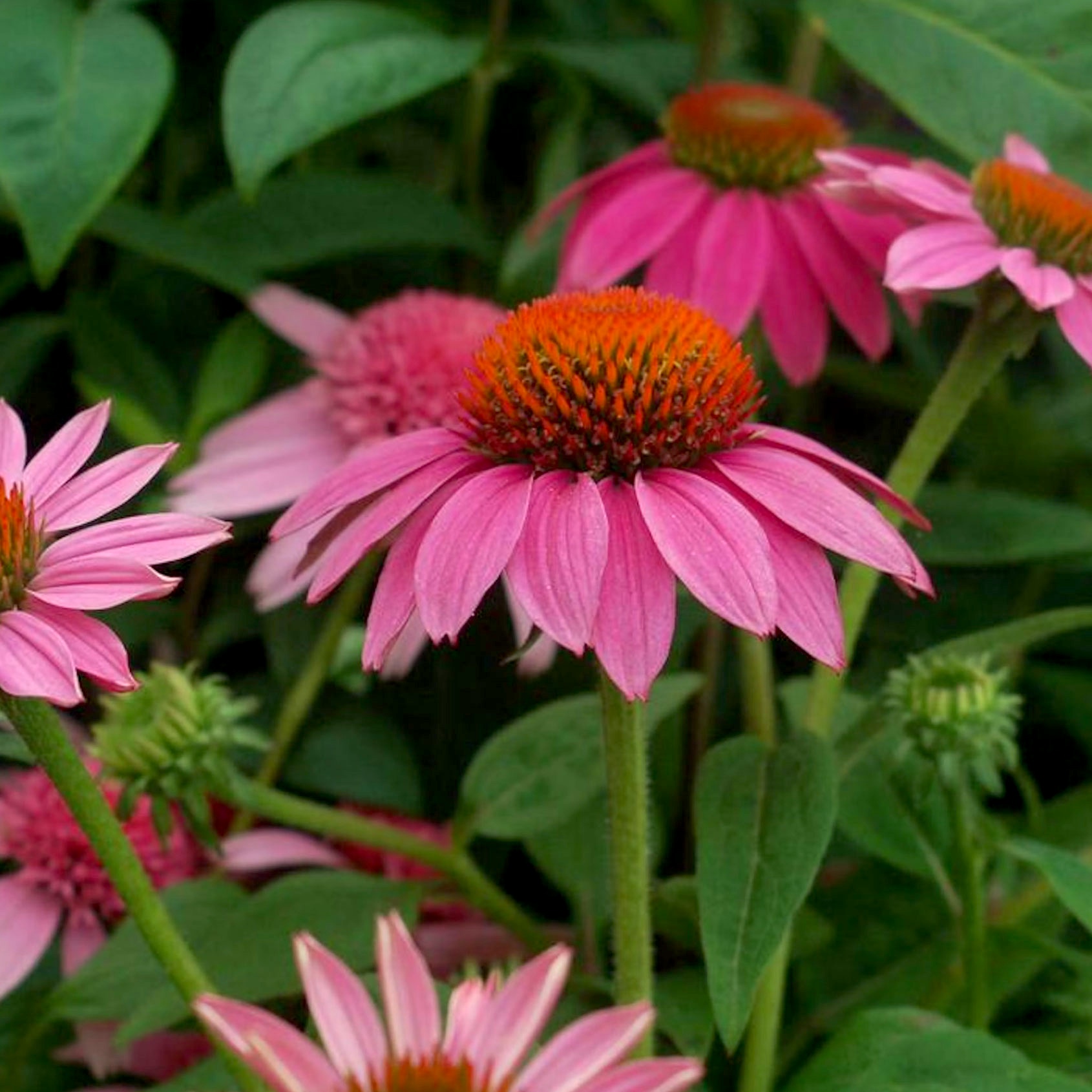 pink coneflower Pow Wow Wildberry 