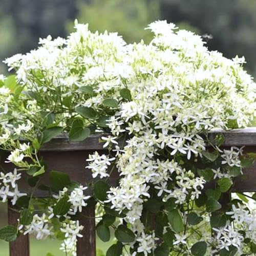 3 Sweet Autumn Clematis Plants Live Well-Rooted in 4&amp;rdquo; Pots, Fast Growing Fragrant Flowering Vine for Outdoor Garden and Trellis