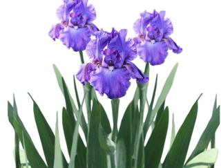 bearded purple irises