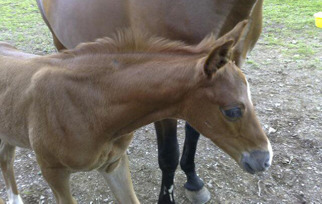 quintyfoaloriginal
